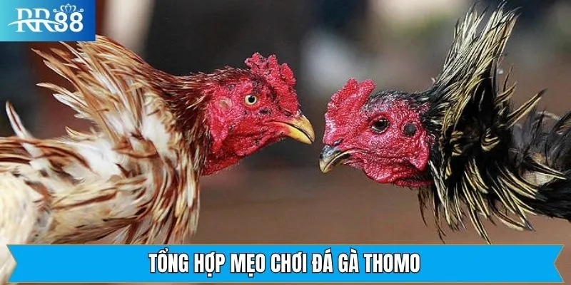 Các mẹo chơi đá gà Thomo hữu ích nên nắm rõ Các mẹo chơi đá gà Thomo hữu ích nên nắm rõ